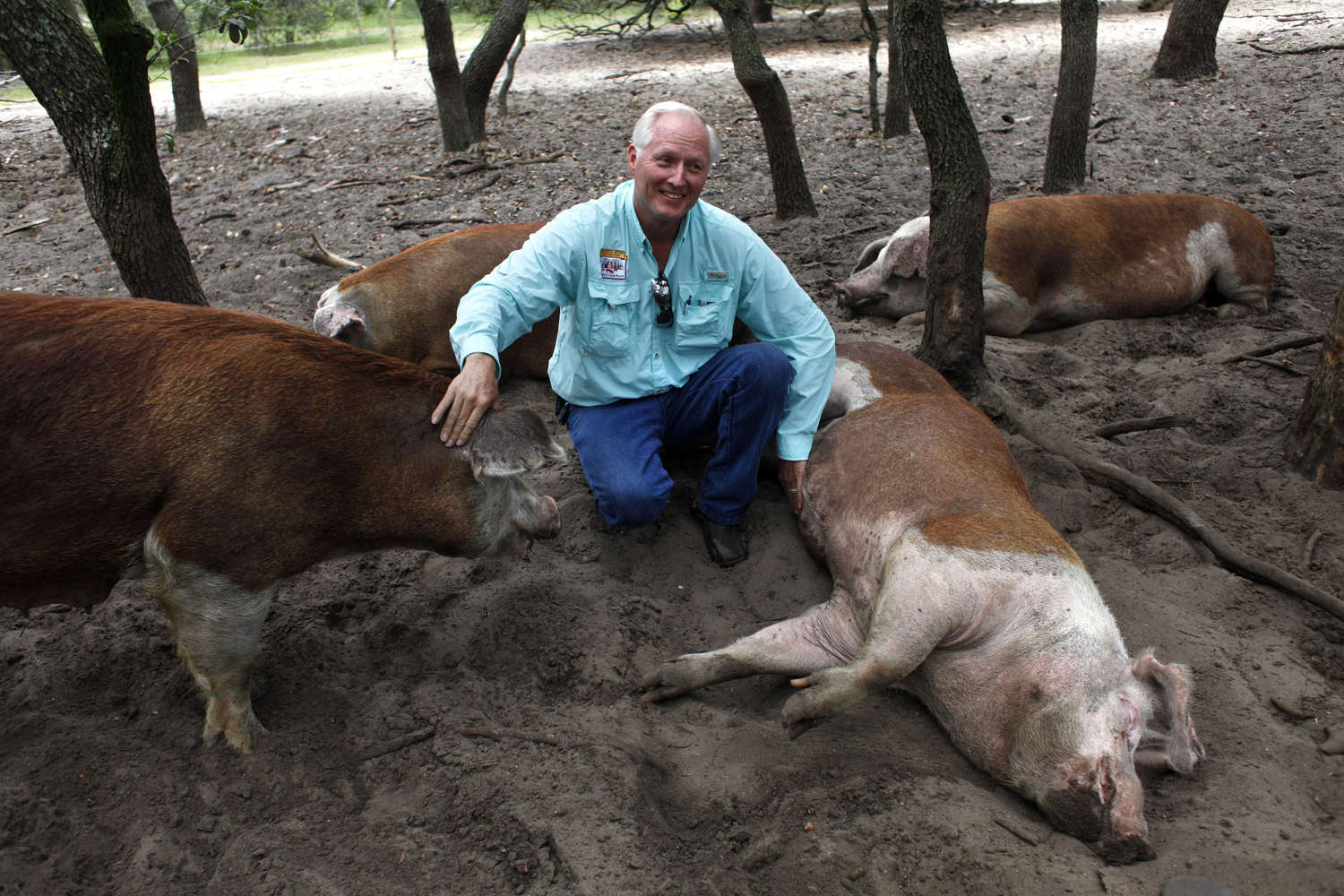 Smiling man on muddy ground with several of his obviously happy pigs