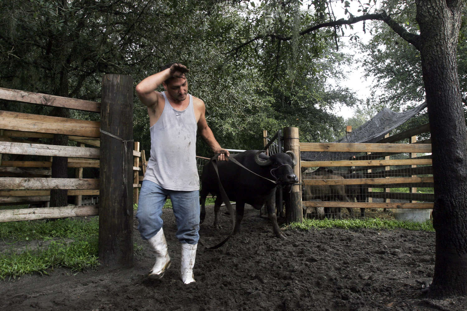 Man leads buffalo through a gate in a rustic wood fence over muddy ground